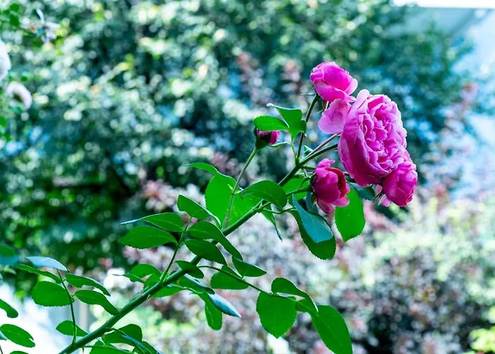 Rueckert فندق غراتس