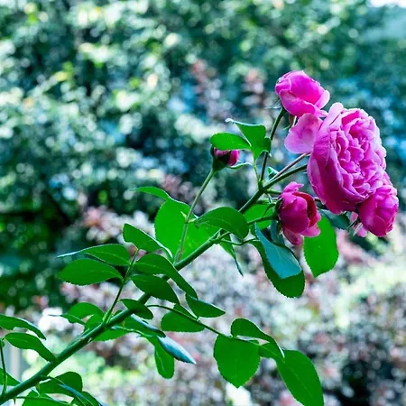 吕克特别墅酒店 酒店 格拉茨